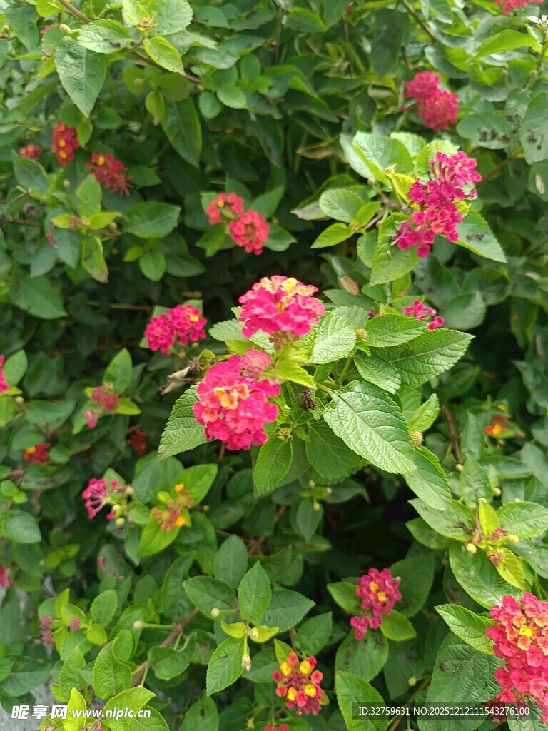 鲜艳花丛中的多彩花卉