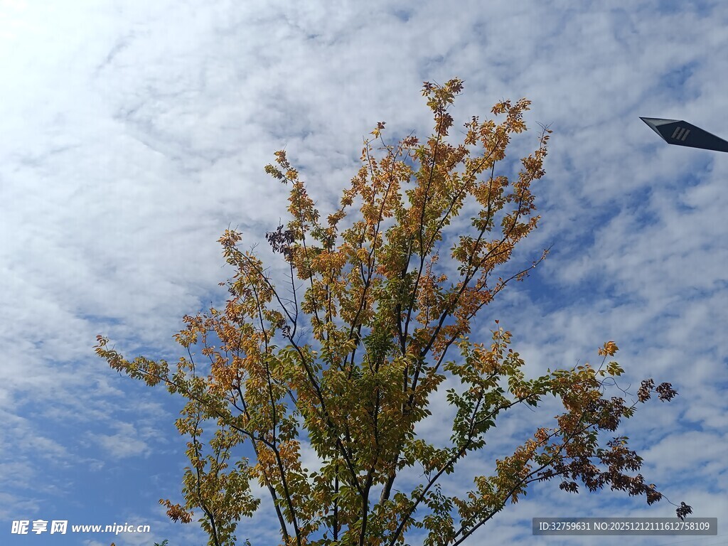 蓝天映衬下的多彩树木