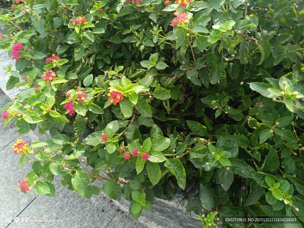 绿叶间的橙红小花