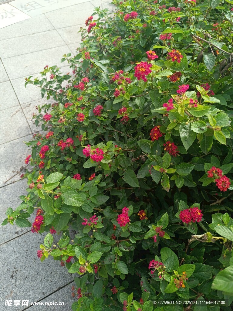 鲜艳红花绿叶植物景观