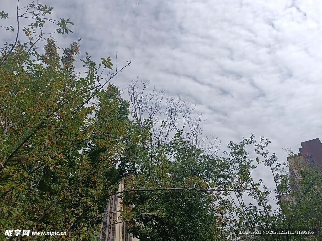 天空下的绿树与建筑