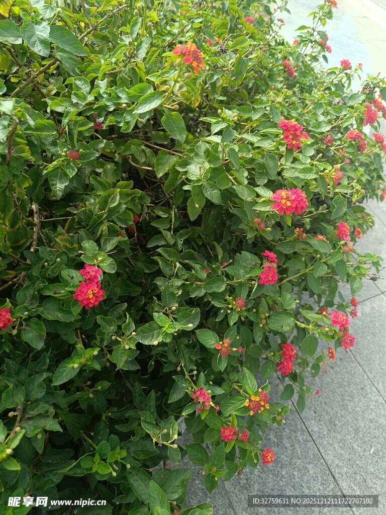 墙边绽放的红花绿植