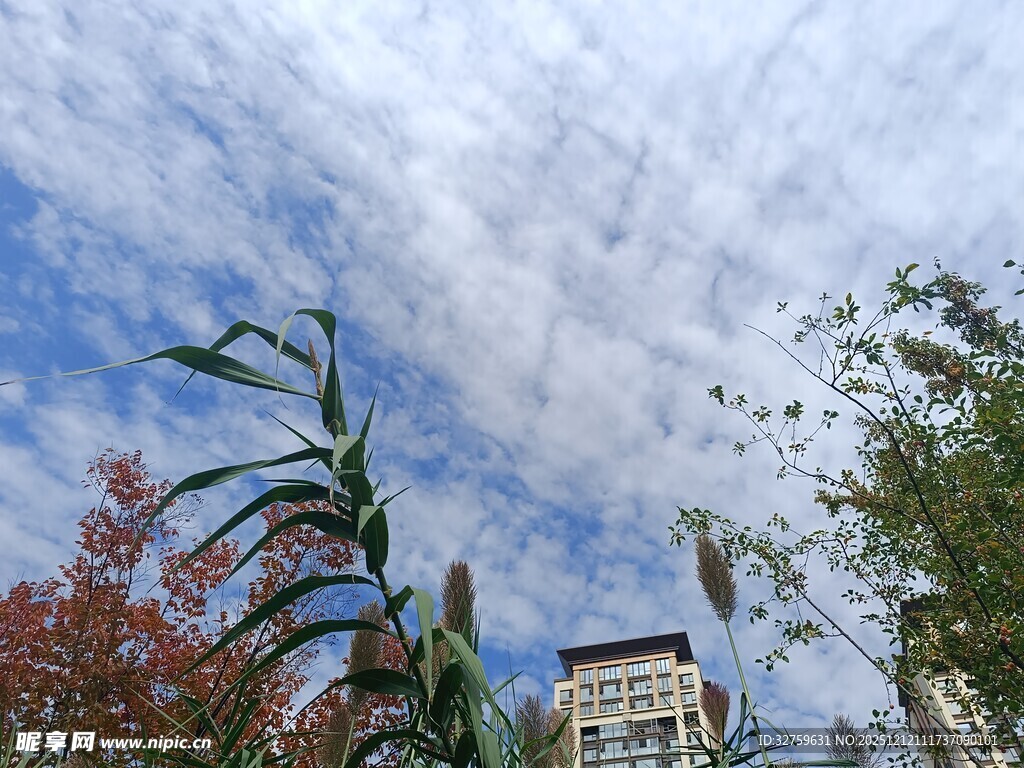 城市中仰视的绿植与蓝天