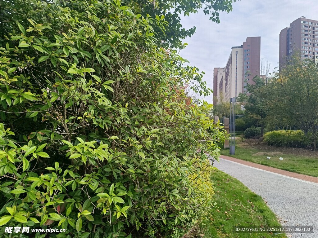 城市中的绿意小径