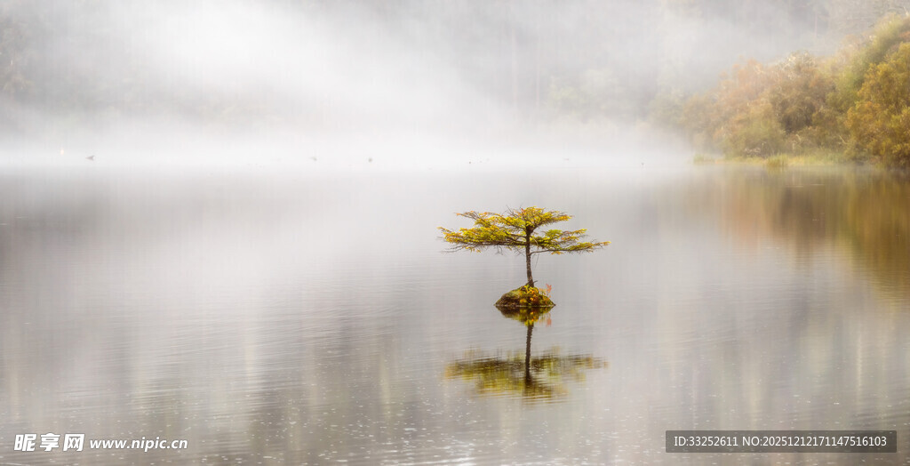 湖中小树的静谧倒影