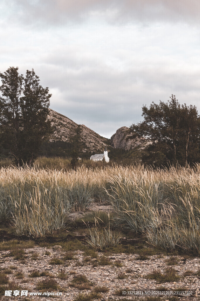 荒野中的树木与开阔草地