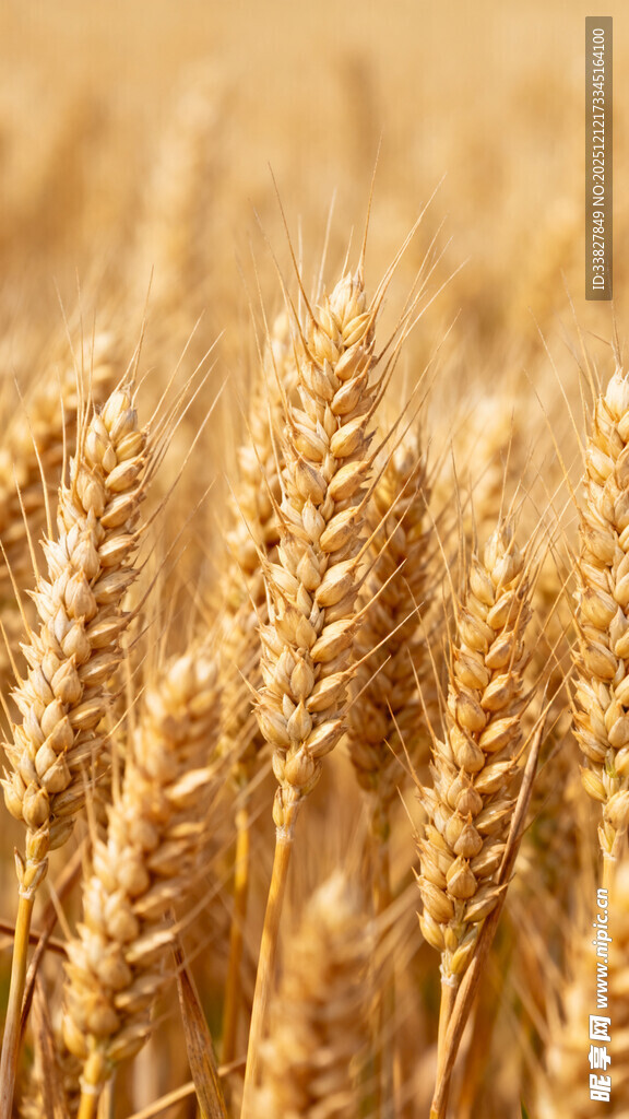 金黄麦田中的饱满麦穗