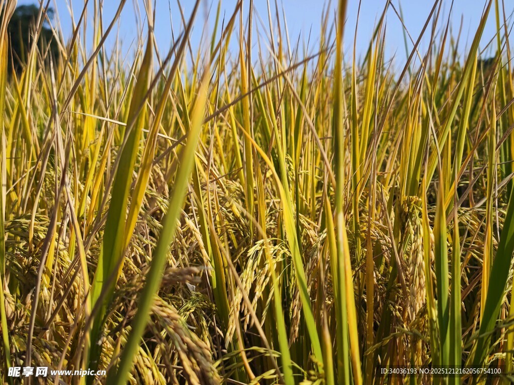 金黄稻田 秋日丰收景象