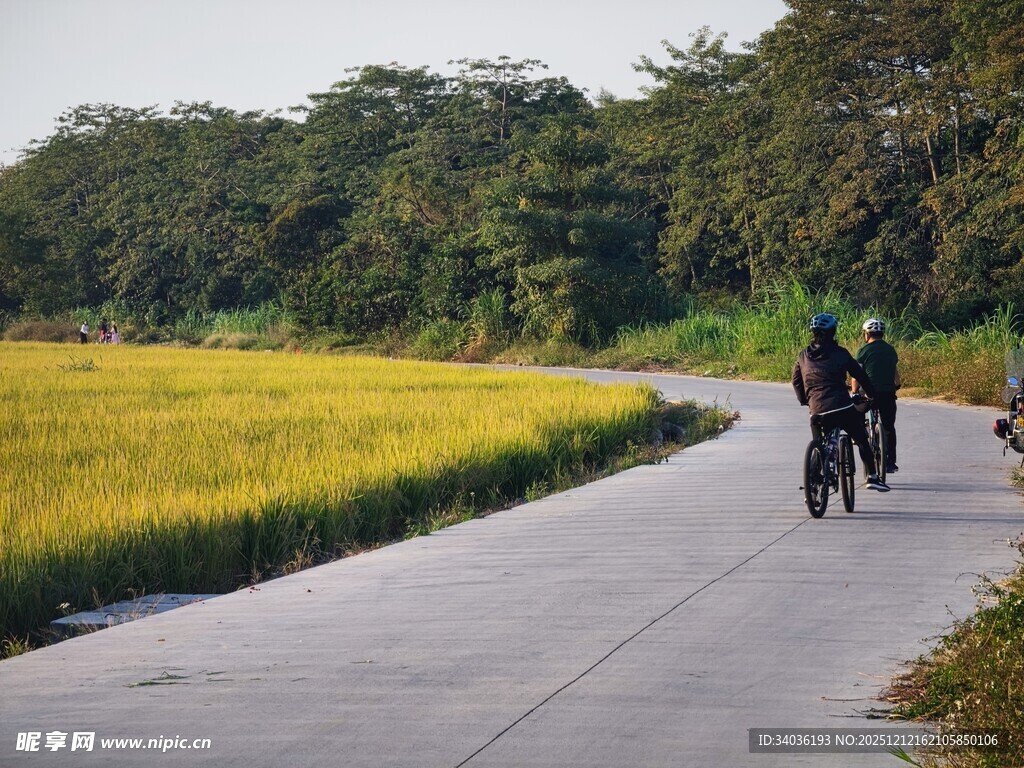 稻田边骑行的快乐身影