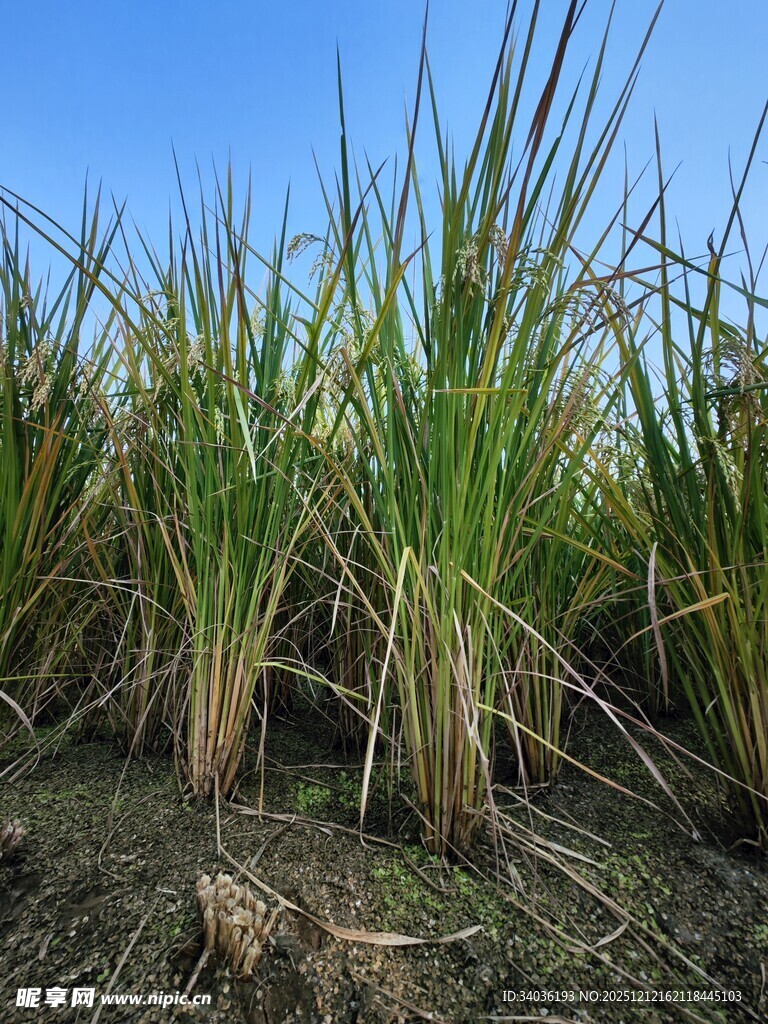 田间茁壮生长的绿色水稻