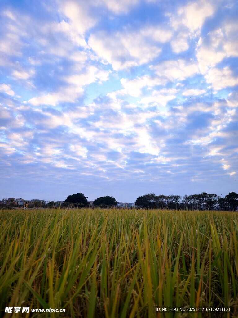 夕阳下的金黄稻田美景