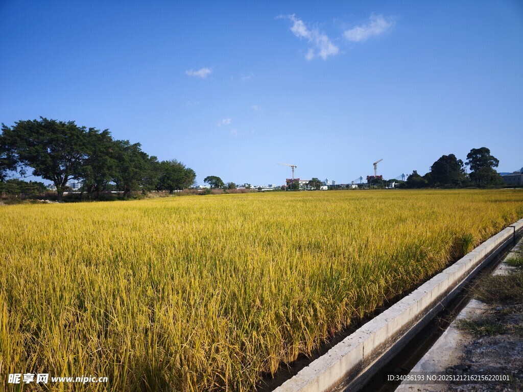 金黄稻田与蓝天相映成景