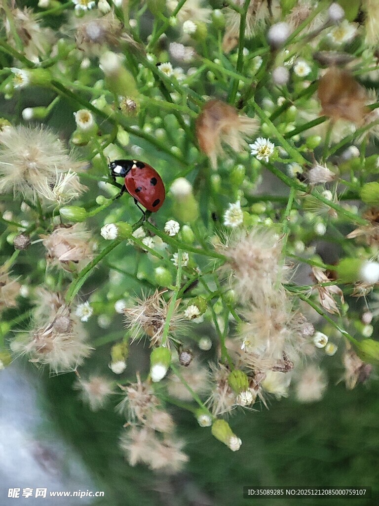 绿叶丛中红瓢虫