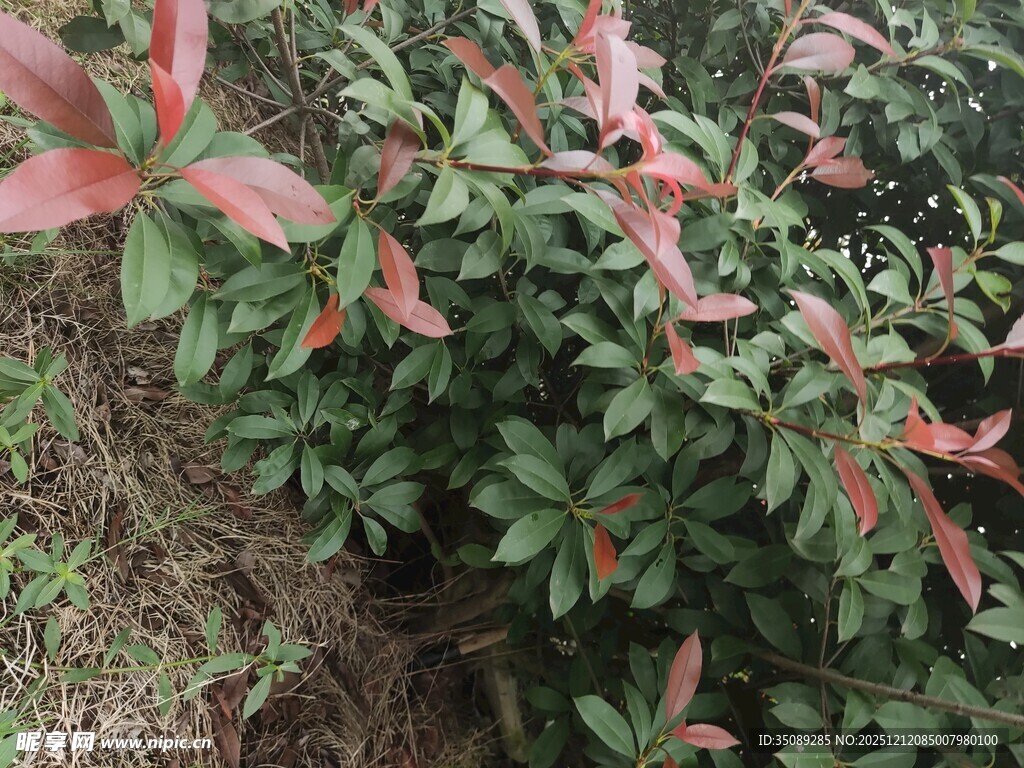 红绿相间的植物景观