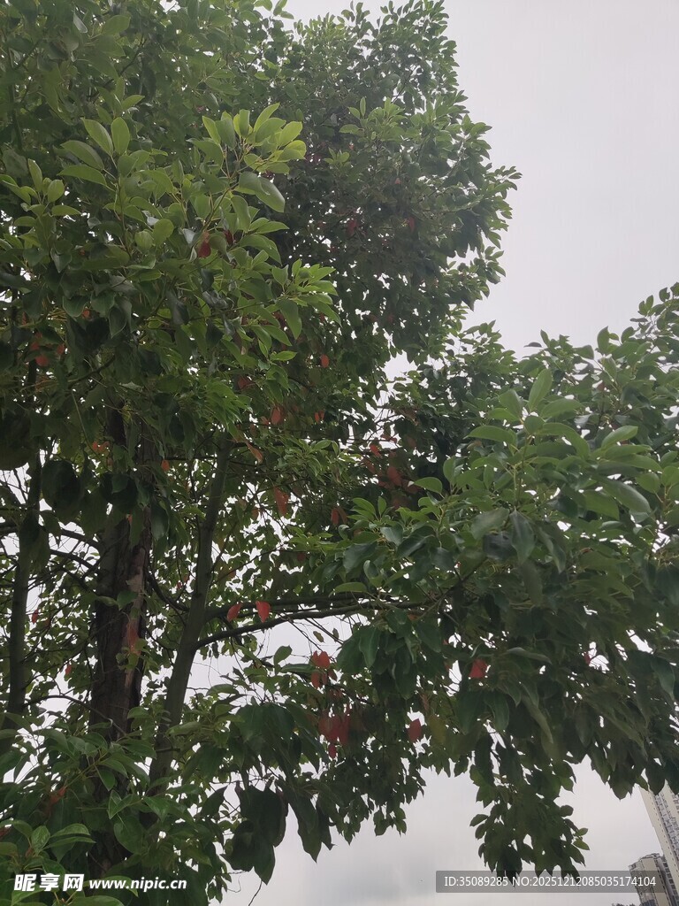 绿叶繁茂的高大树木