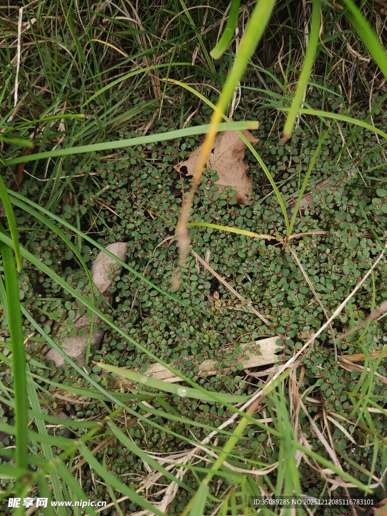 草丛中的枯叶与杂草