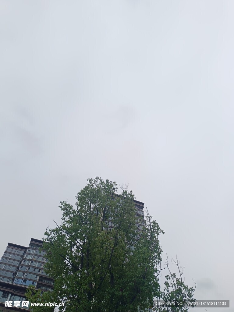 阴天里的树木与高楼