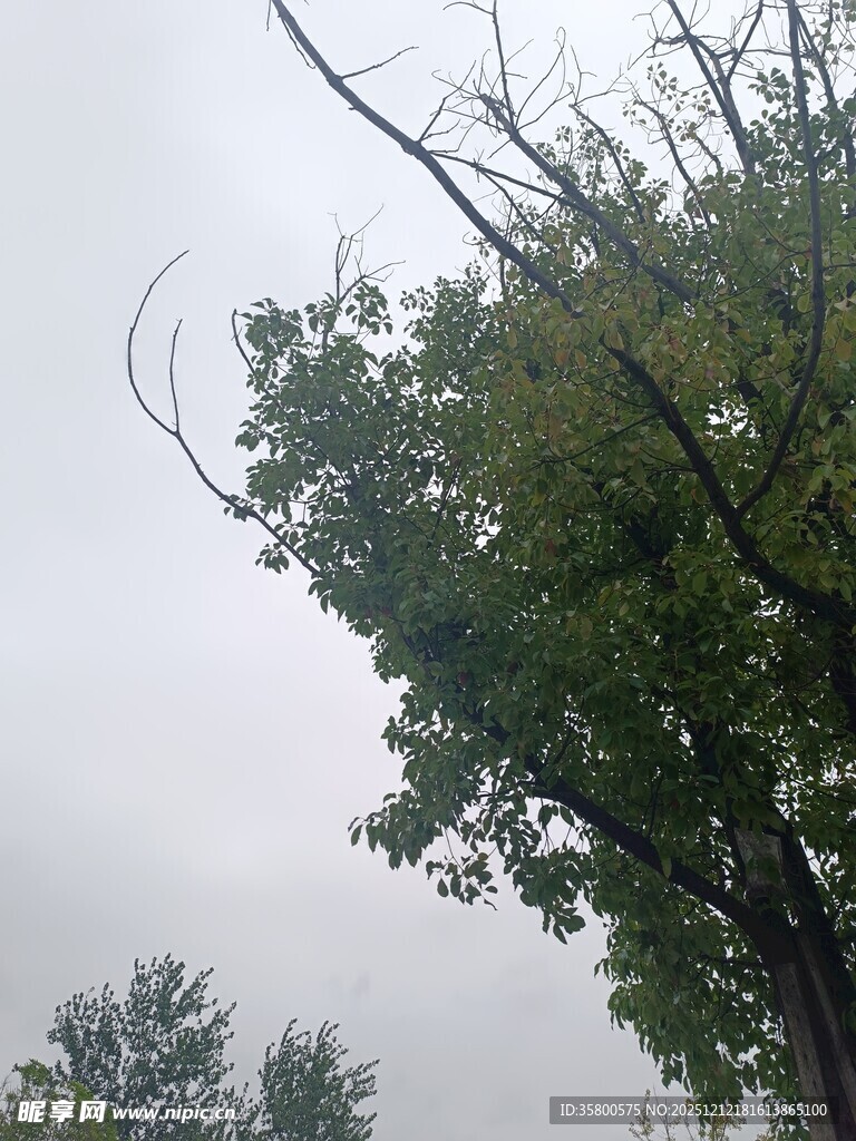 阴天里的树木与光秃枝干