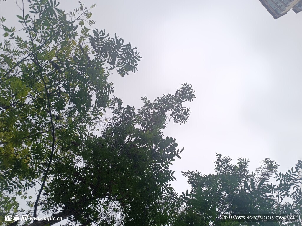 仰视绿树与天空景象