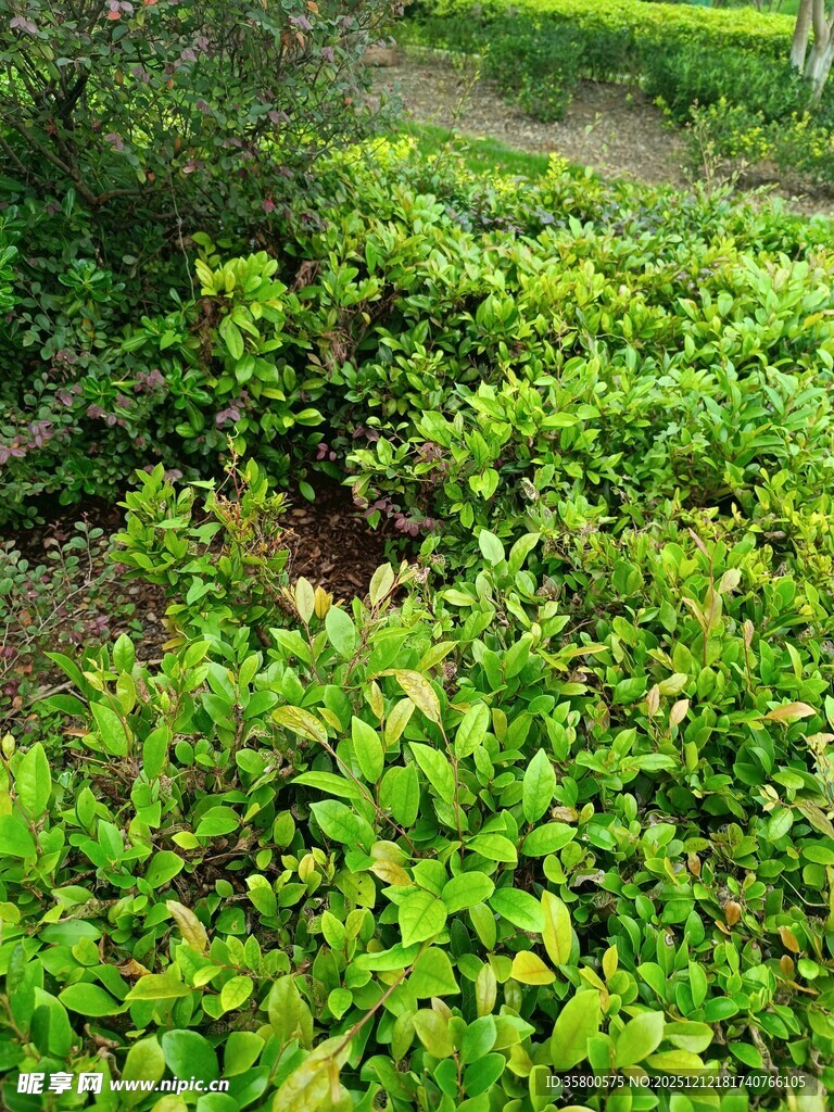 翠绿繁茂的户外植物景观