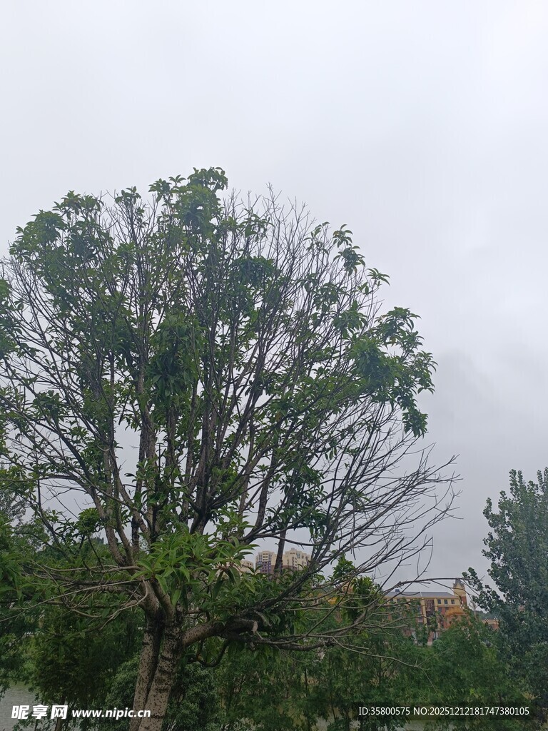 雨中挺立的茂盛树木