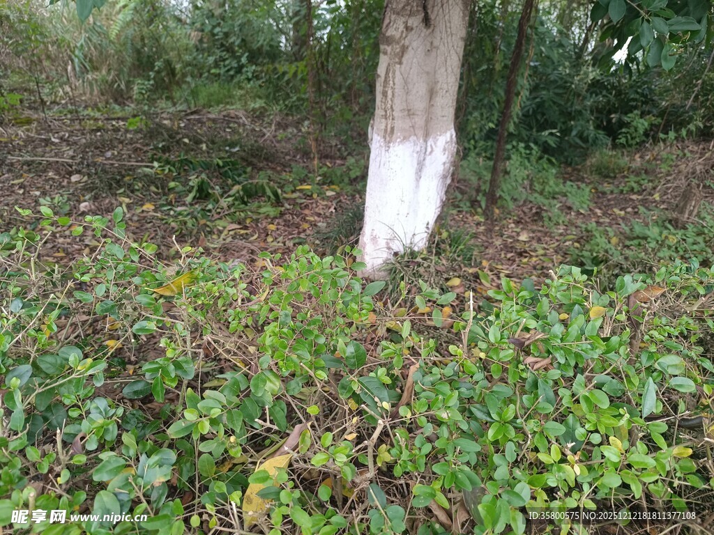 林间树干旁的繁茂绿植