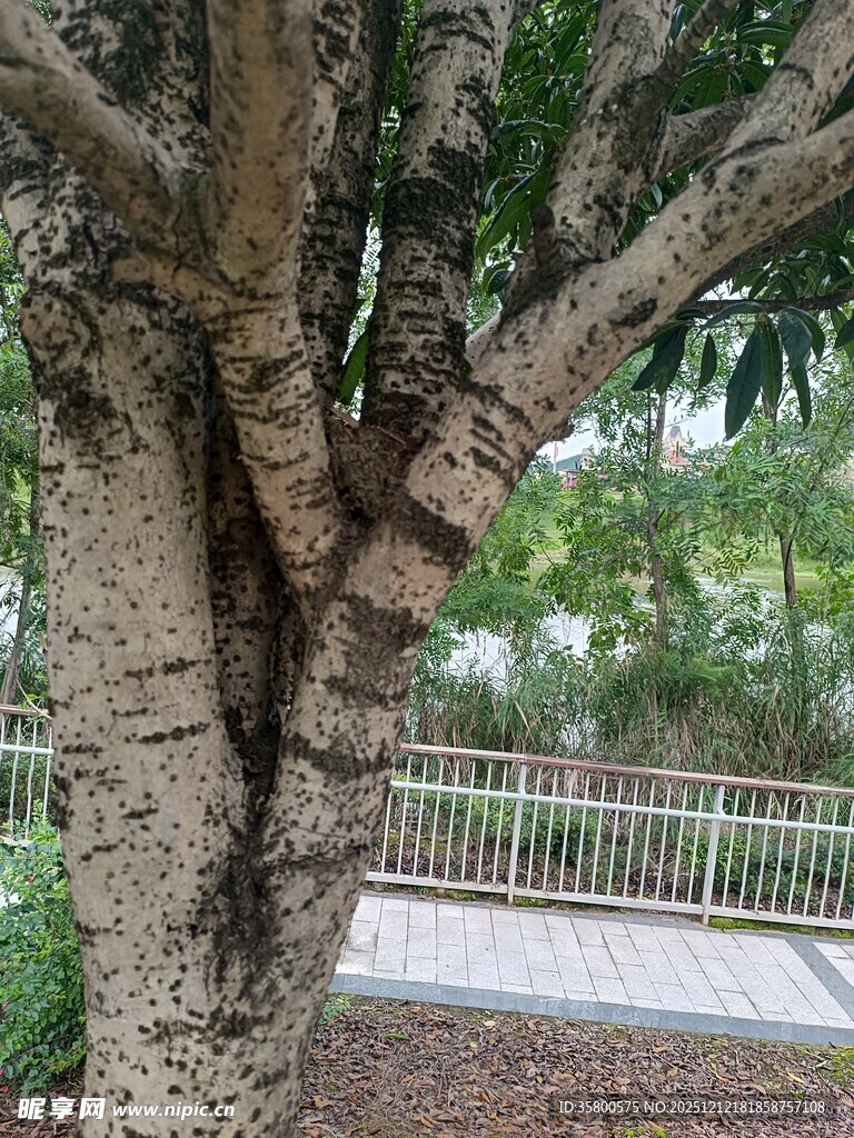 粗壮树干的茂盛大树