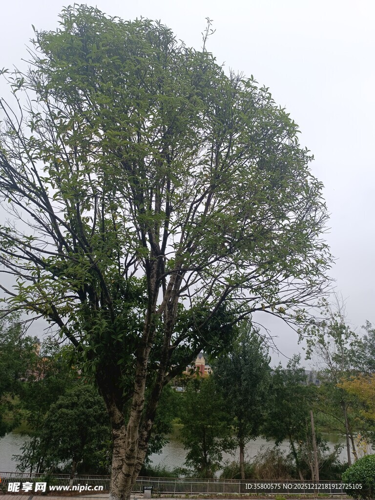 户外高大树木景观