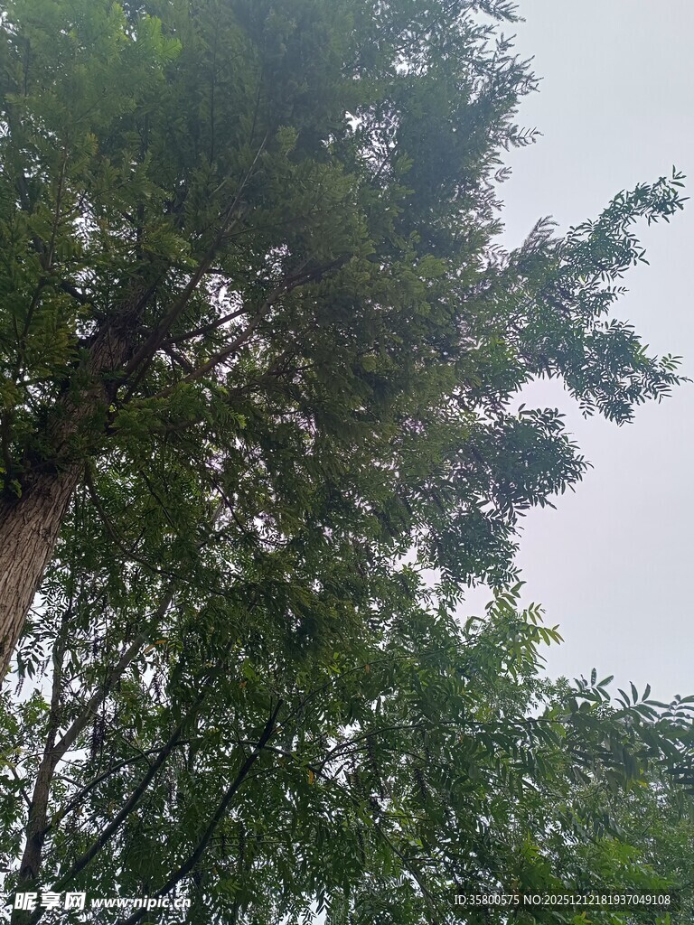 仰视茂密枝叶的绿色树冠