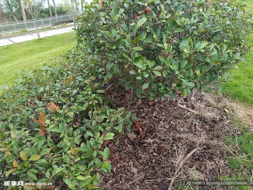 绿叶灌木近景特写