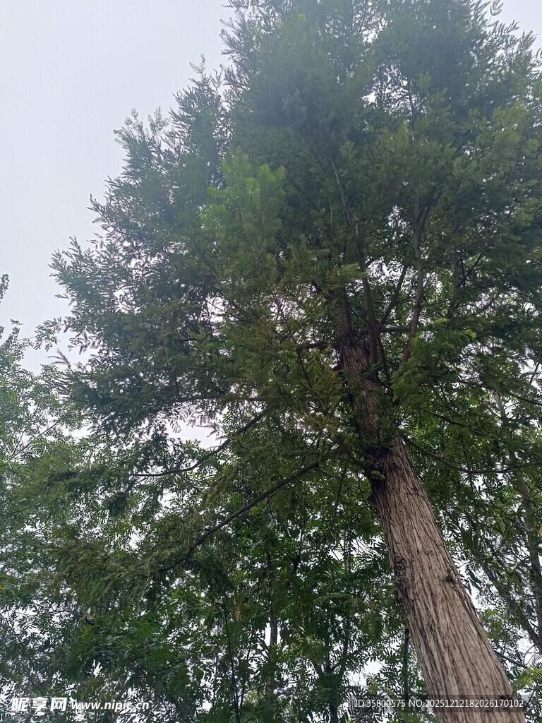 高耸入云的挺拔大树