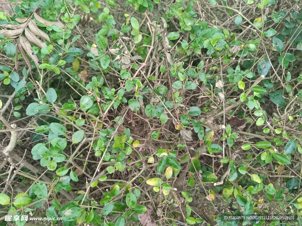 地面上的繁茂绿色植物