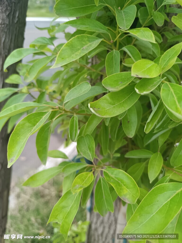绿叶繁茂的植物特写
