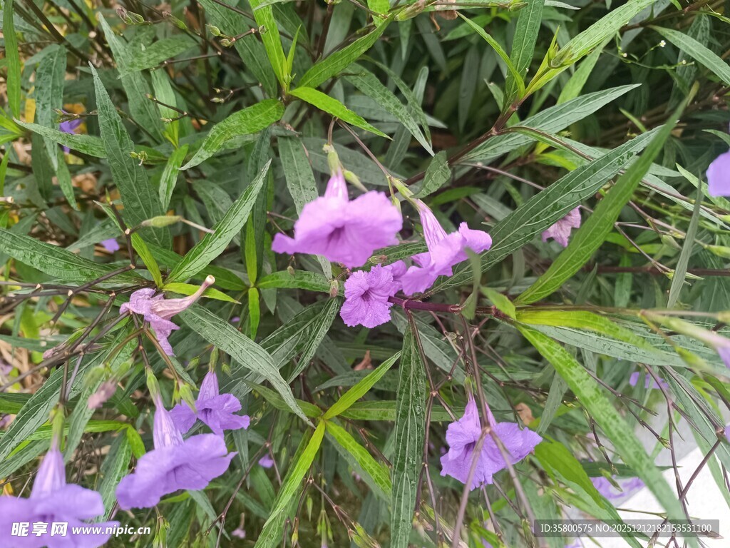 紫色小花绽放于绿叶间