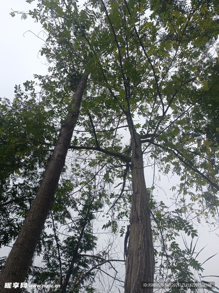 仰视下的挺拔树木