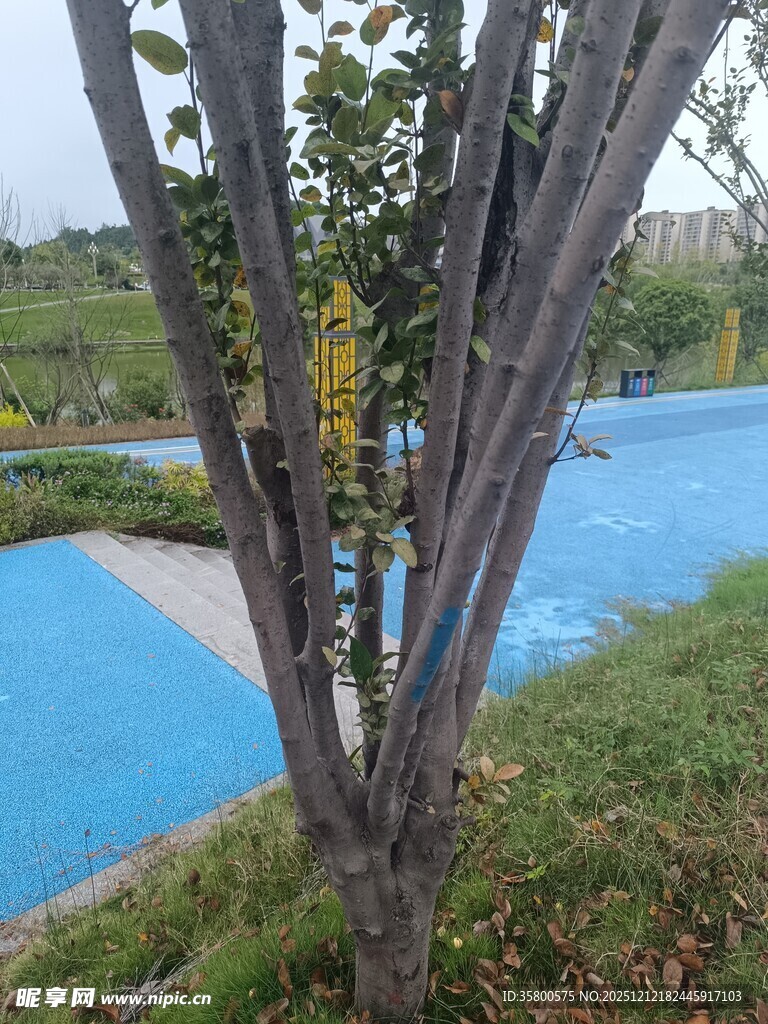 户外蓝色泳池旁绿植景观