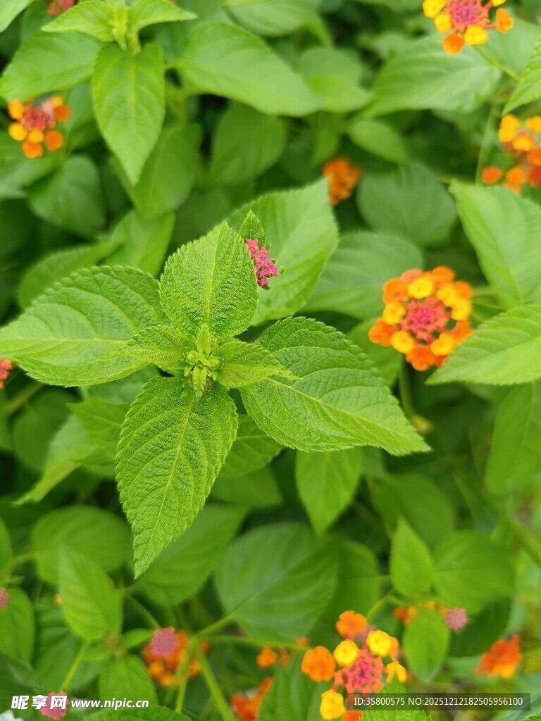 绿叶间的多彩小花