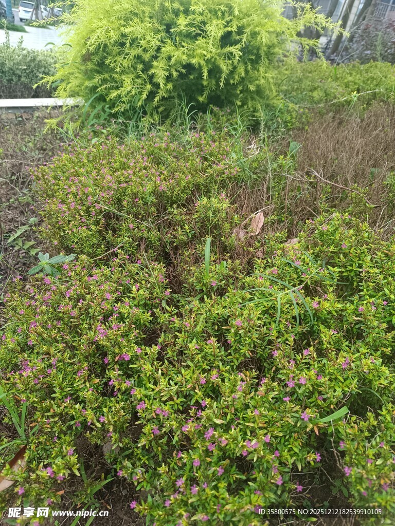 绿意盎然的灌木丛景观