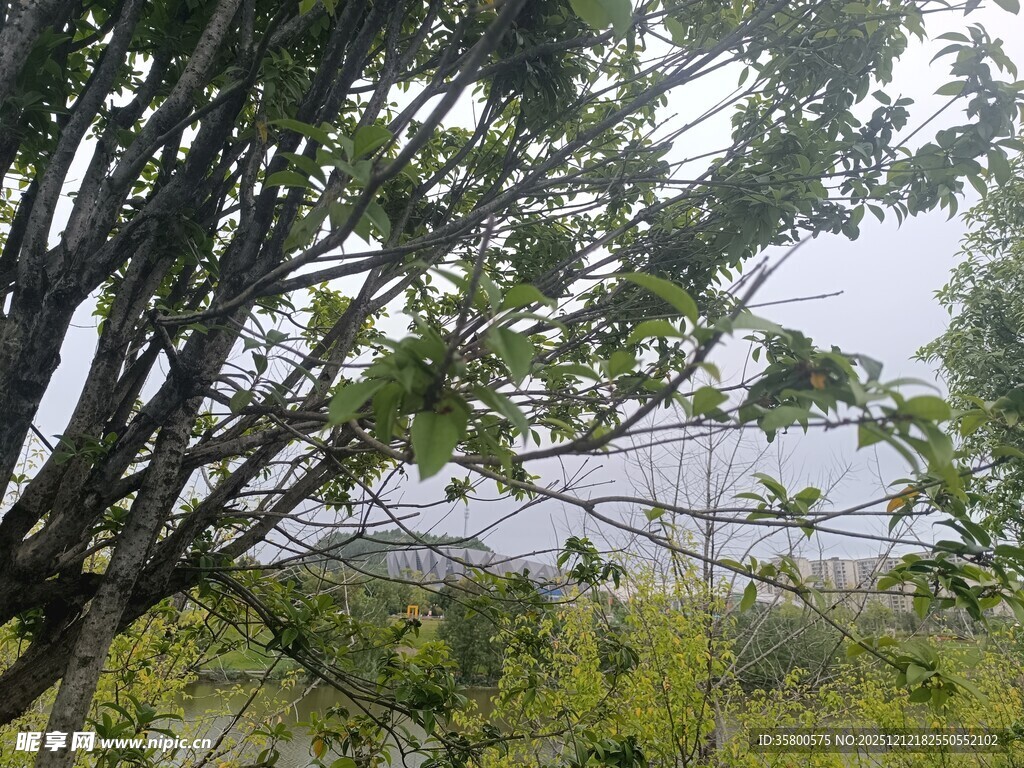 林间绿意 
