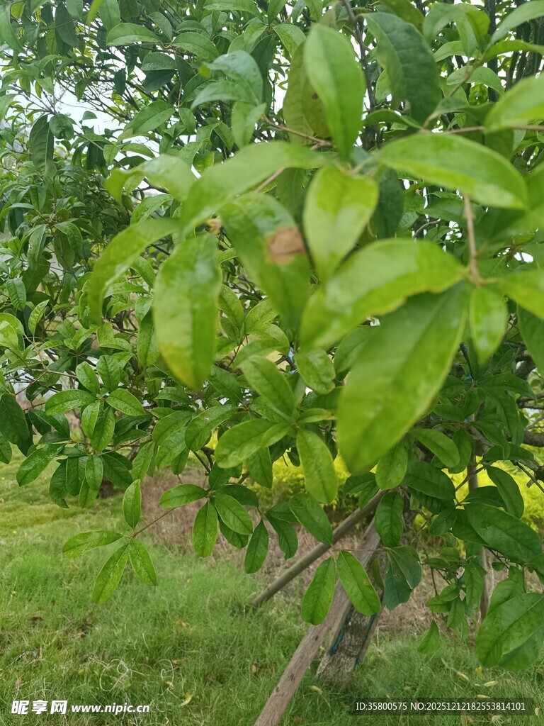 果园里茂盛的果树