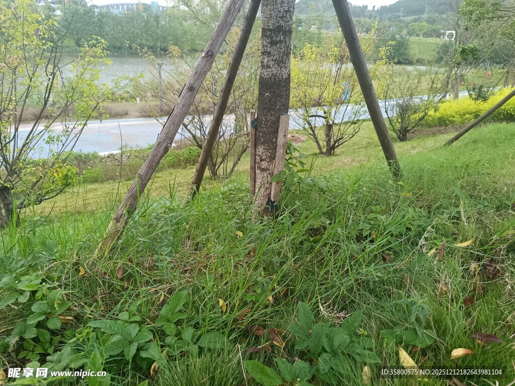 户外三脚架立于绿意草地