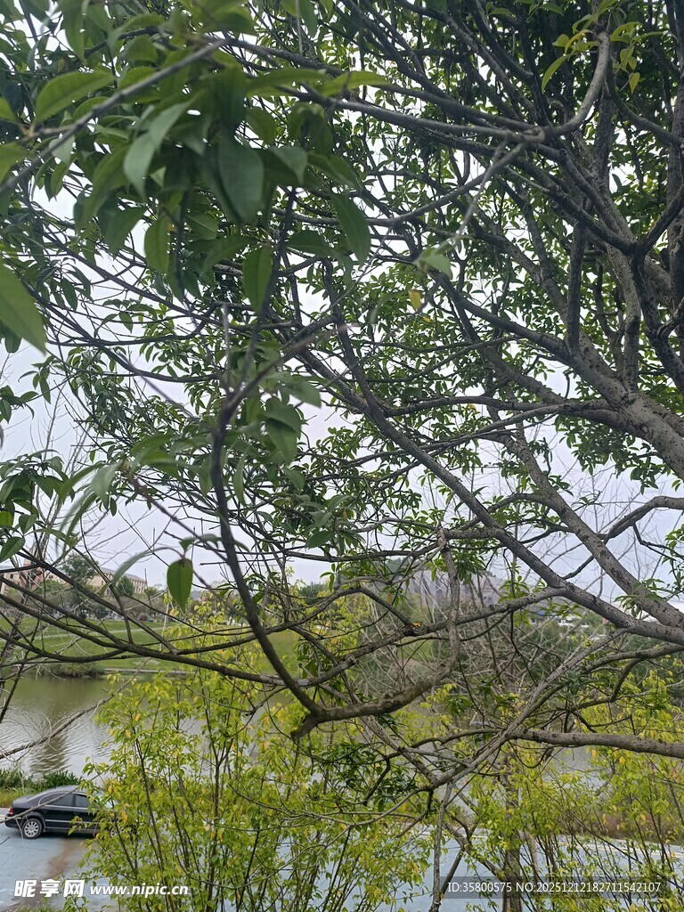 湖畔绿树成荫的自然景致