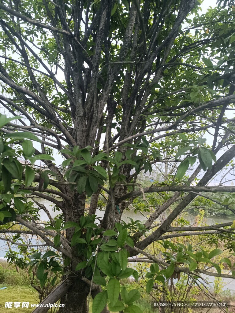 枝繁叶茂的大树