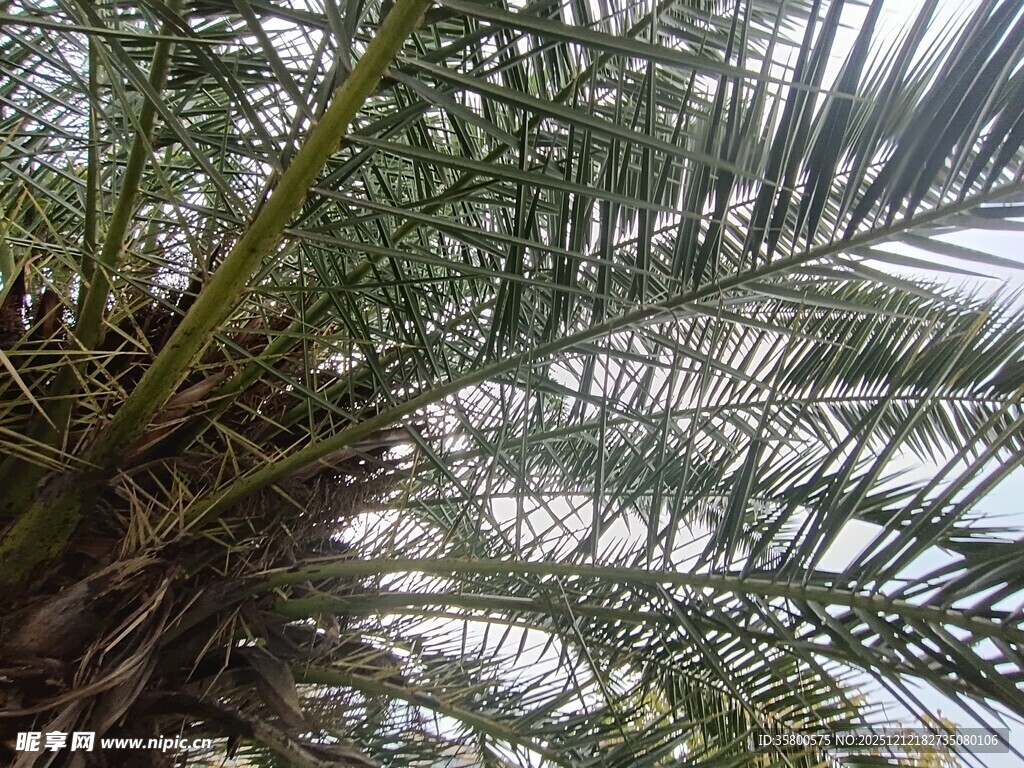 仰视下的棕榈树繁茂枝叶