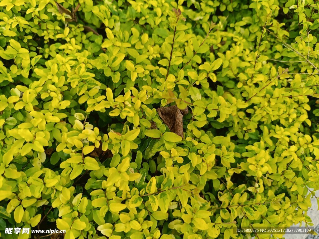 翠绿繁茂的金黄叶片植物