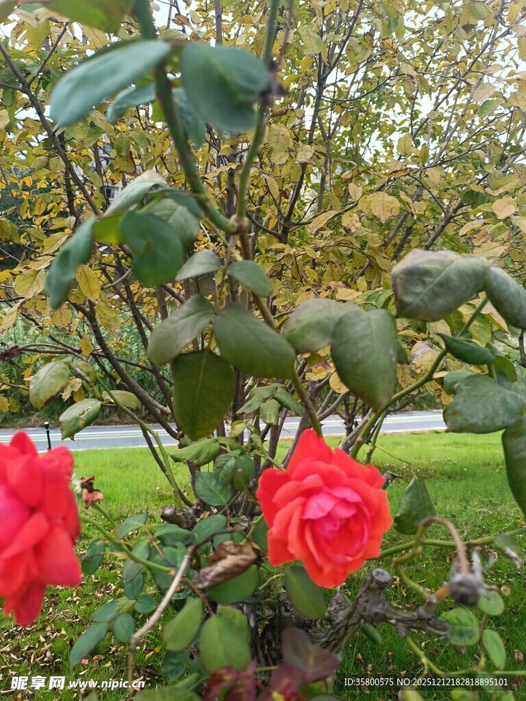 娇艳欲滴的红色山茶花