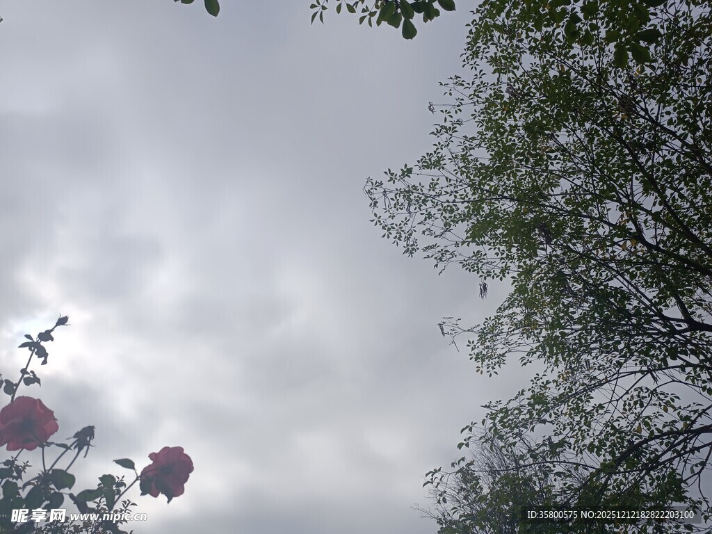 天空下的繁花与绿树