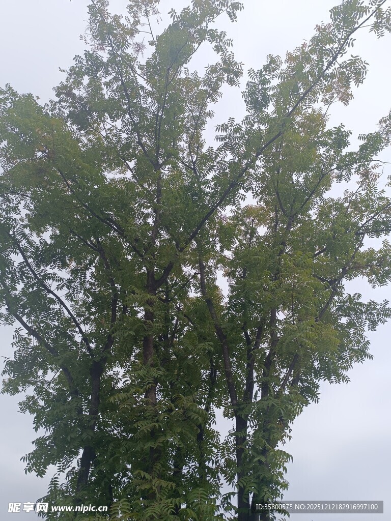 高大葱郁的树木