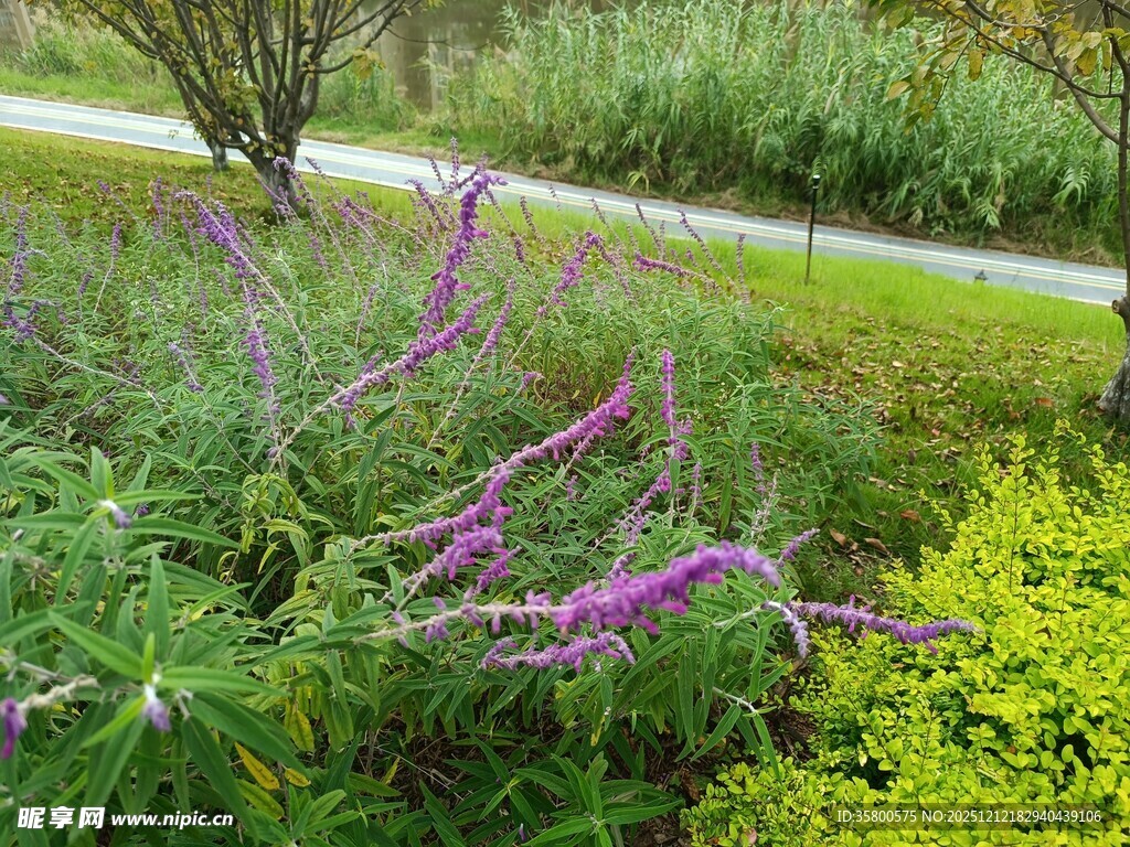 紫色花卉绽放于绿意间