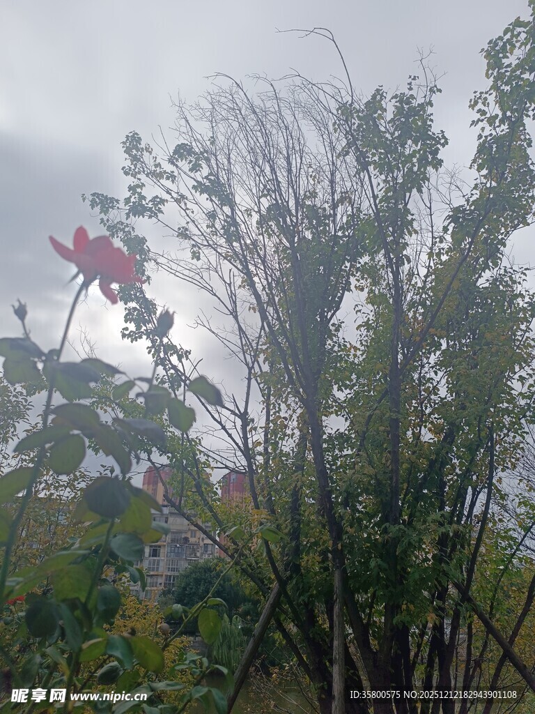 红叶隐于林间的自然景致